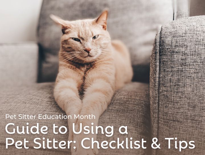 Guide to Using a Pet Sitter: Checklist & Tips